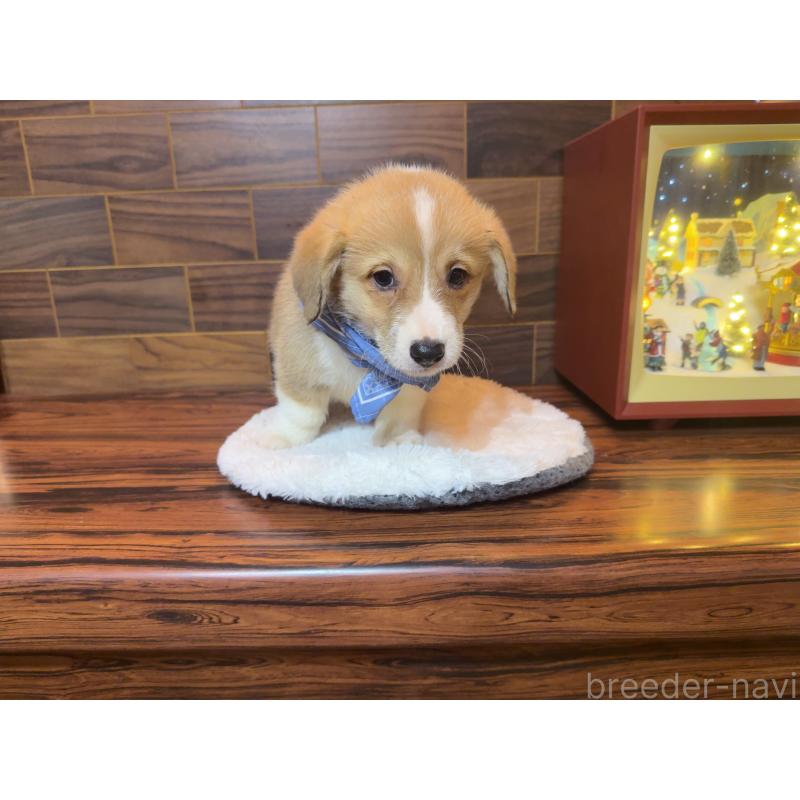 販売中の岐阜県のウェルシュコーギーペンブローク-436714の9枚目