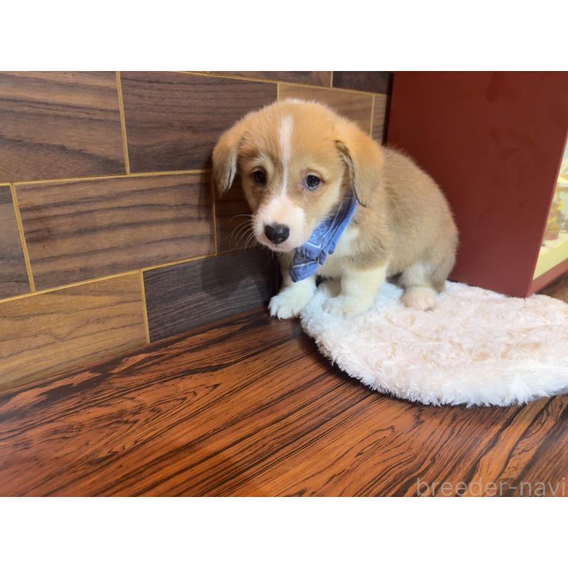 販売中の岐阜県のウェルシュコーギーペンブローク-436714の8枚目