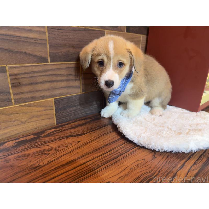 販売中の岐阜県のウェルシュコーギーペンブローク-436714の7枚目