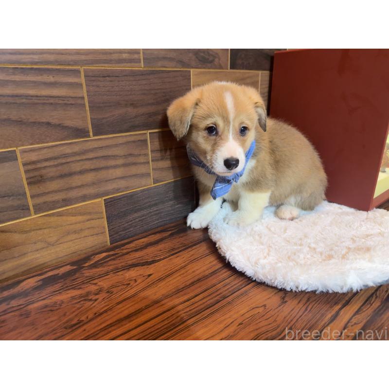 販売中の岐阜県のウェルシュコーギーペンブローク-436714の5枚目