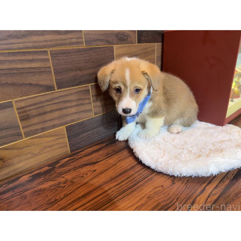 販売中の岐阜県のウェルシュコーギーペンブローク-436714の4枚目