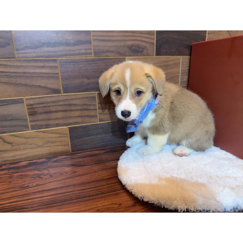 販売中の岐阜県のウェルシュコーギーペンブローク-436714の3枚目
