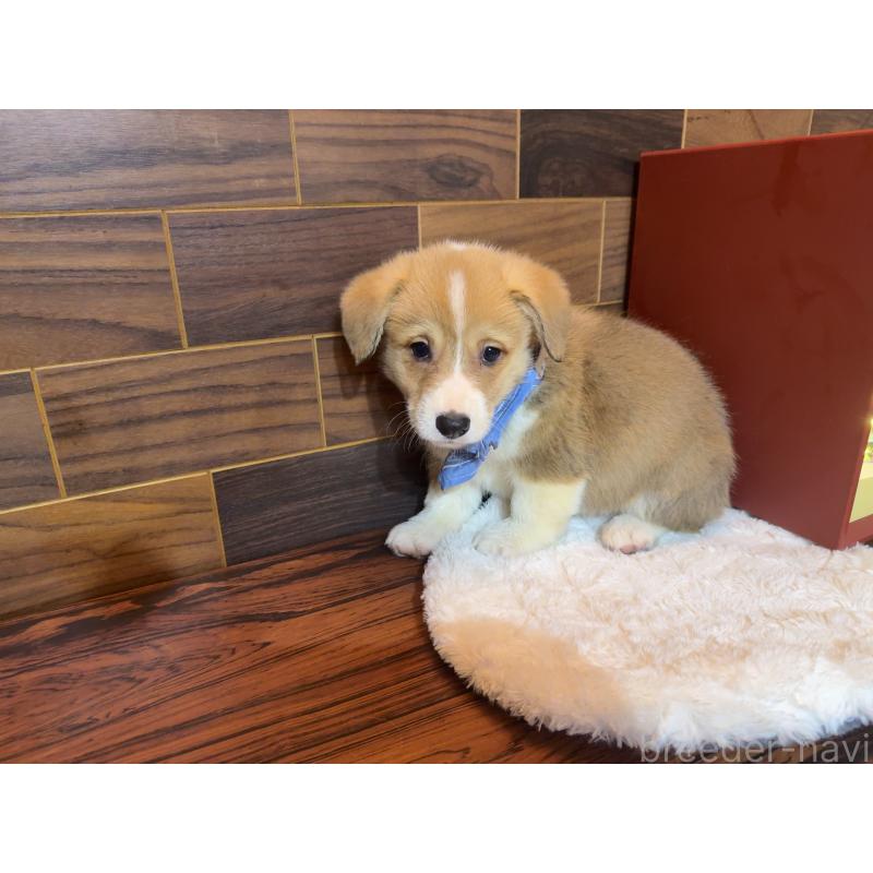 販売中の岐阜県のウェルシュコーギーペンブローク-436714の2枚目