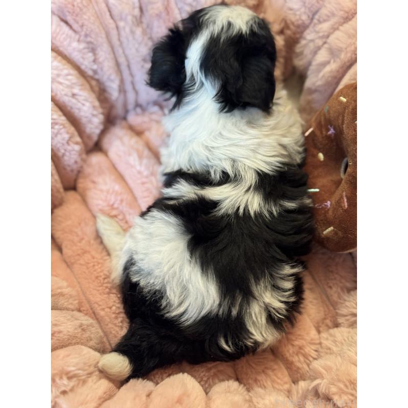 販売中の大分県のチワマル:チワワ×マルチーズ-436706の4枚目