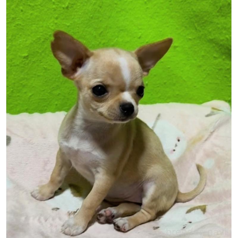 販売中の山口県のチワワ(スムースコート)-436709の4枚目