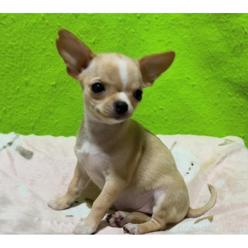 販売中の山口県のチワワ(スムースコート)-436709の3枚目