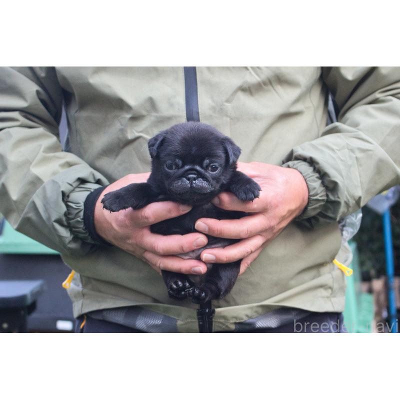 販売中の大分県のパグ-436708の5枚目