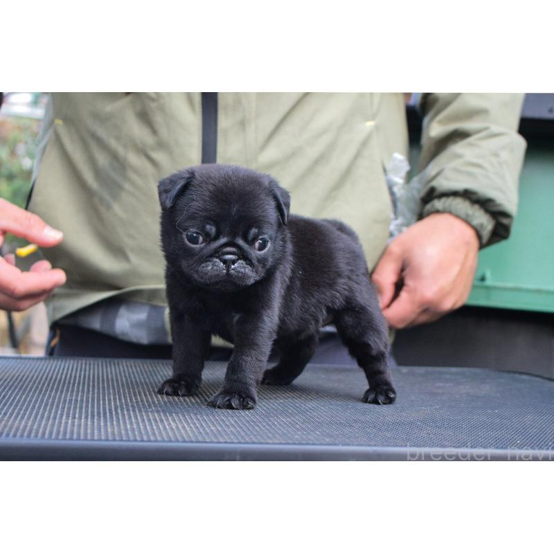 販売中の大分県のパグ-436708の3枚目