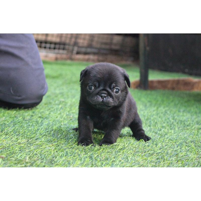 販売中の大分県のパグ-436708の2枚目