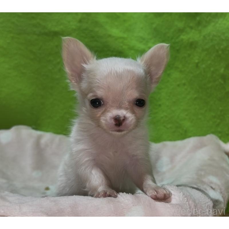 販売中の山口県のチワワ(ロングコート)-436712の6枚目