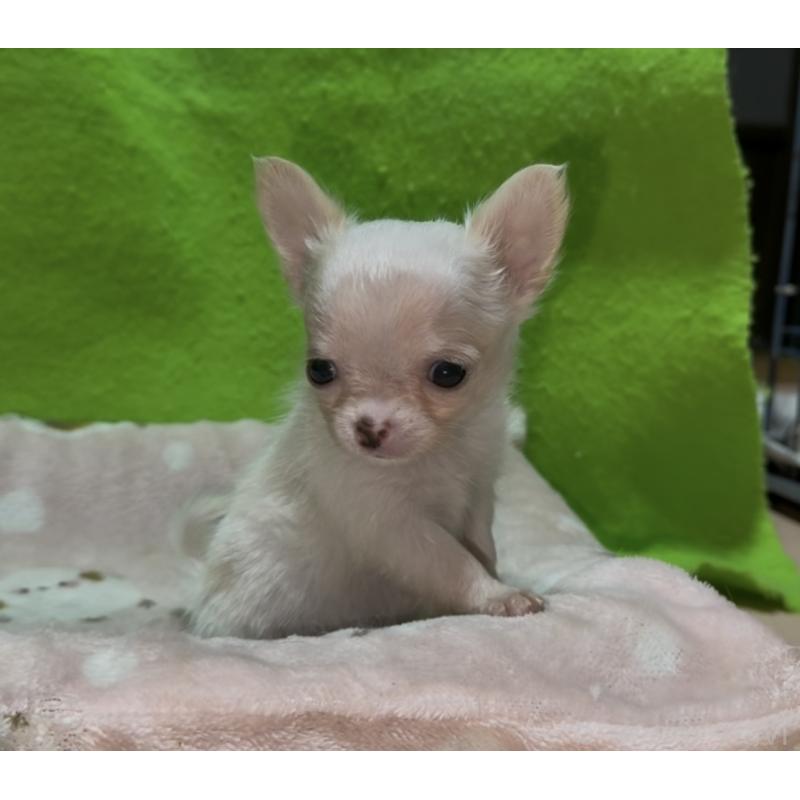 販売中の山口県のチワワ(ロングコート)-436712の5枚目