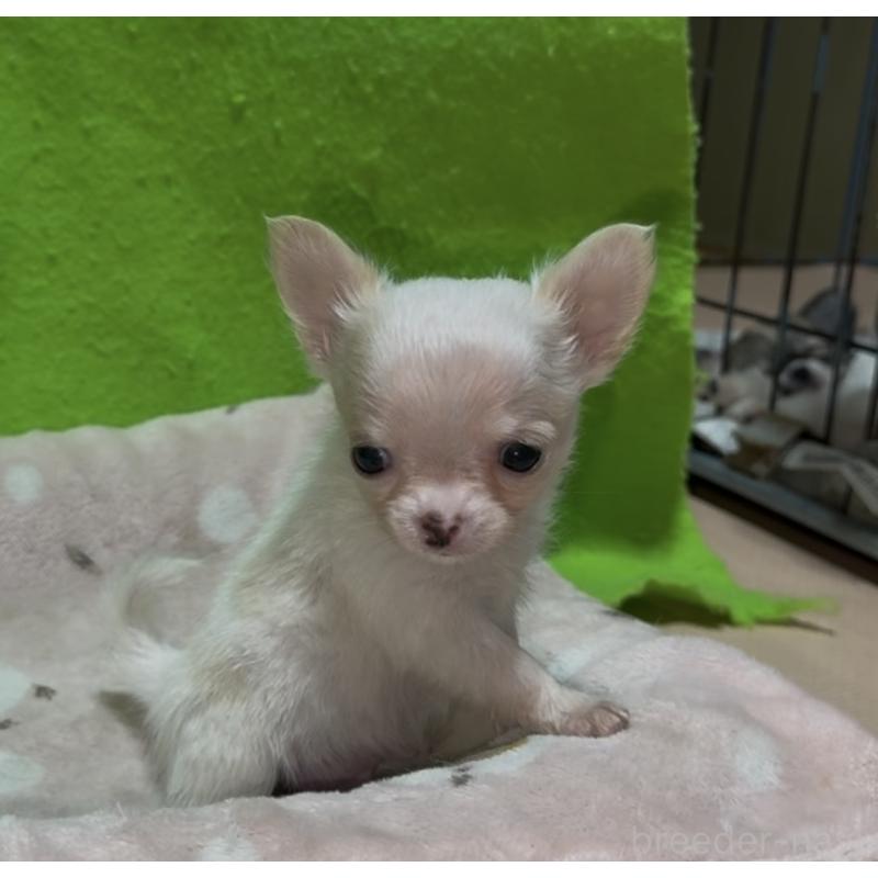 販売中の山口県のチワワ(ロングコート)-436712の3枚目