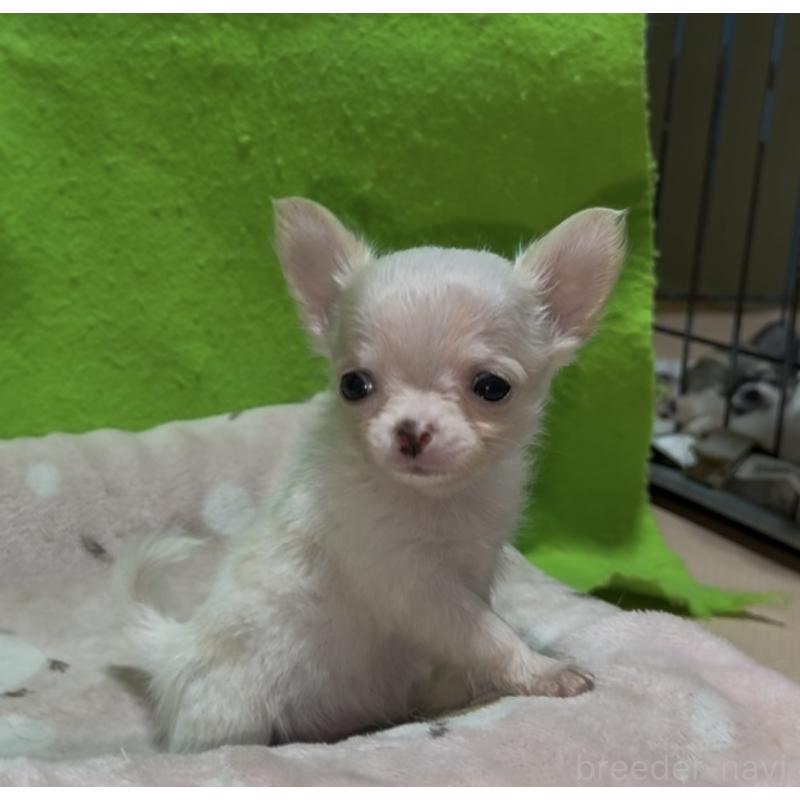 販売中の山口県のチワワ(ロングコート)-436712の2枚目