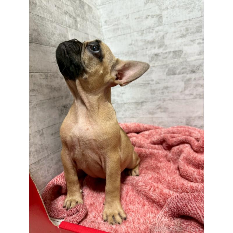 販売中の福井県のフレンチブルドッグ-436716の6枚目