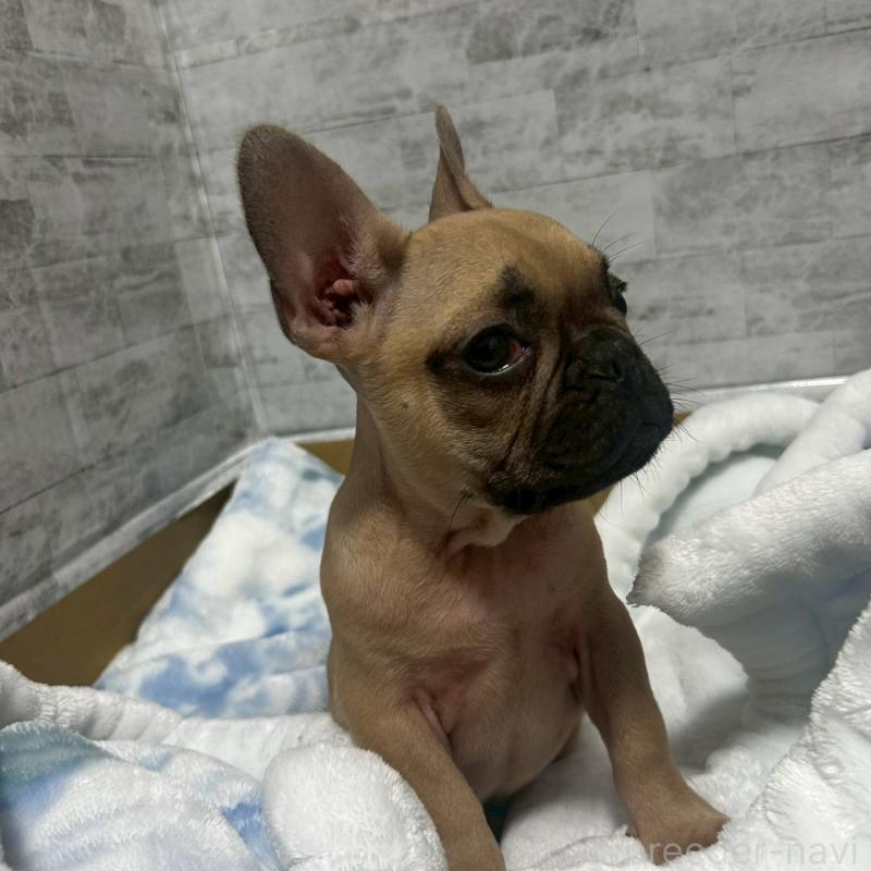 販売中の福井県のフレンチブルドッグ-436716の5枚目
