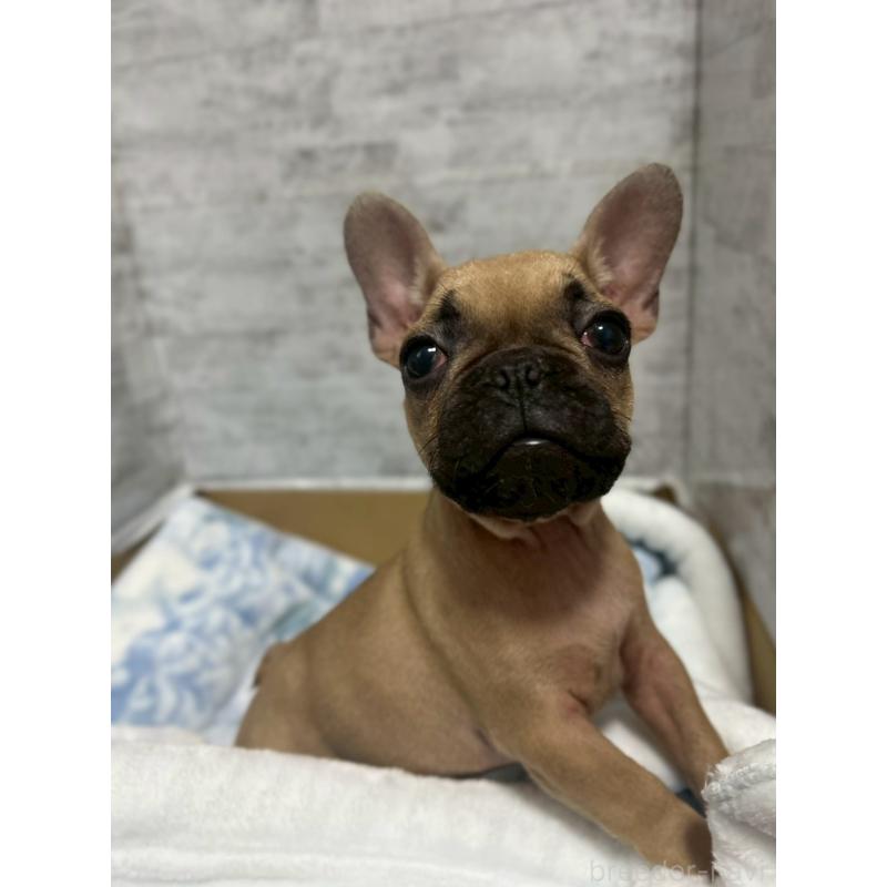 販売中の福井県のフレンチブルドッグ-436716の4枚目