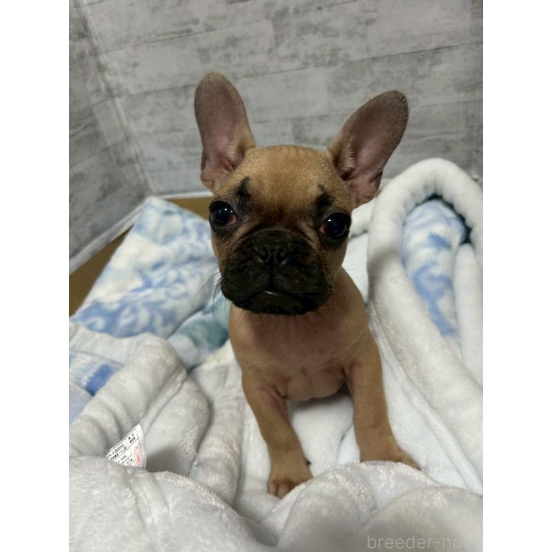 販売中の福井県のフレンチブルドッグ-436716の3枚目