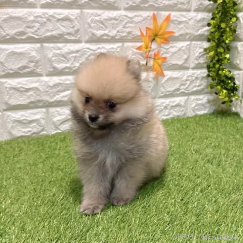 販売中の愛知県のポメラニアン-434456