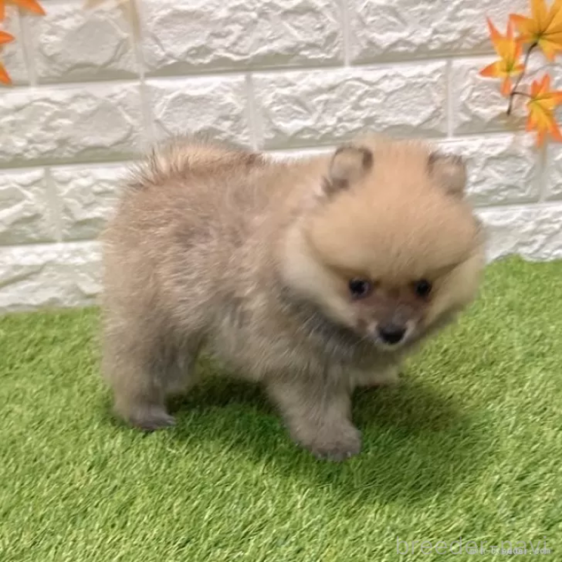 成約済の愛知県のポメラニアン-434456の5枚目