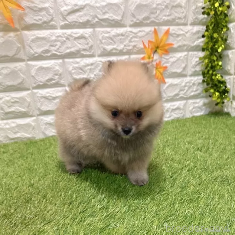 成約済の愛知県のポメラニアン-434456の3枚目