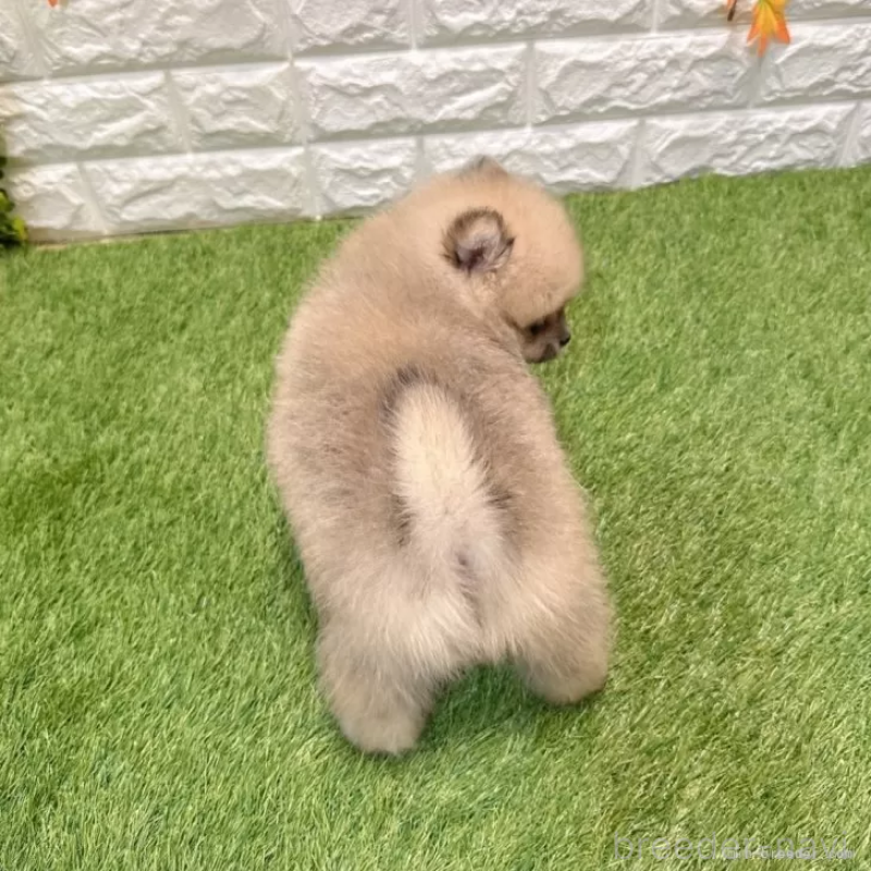 成約済の愛知県のポメラニアン-434456の2枚目