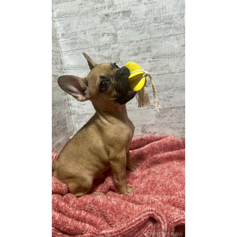 販売中の福井県のフレンチブルドッグ-436718の6枚目