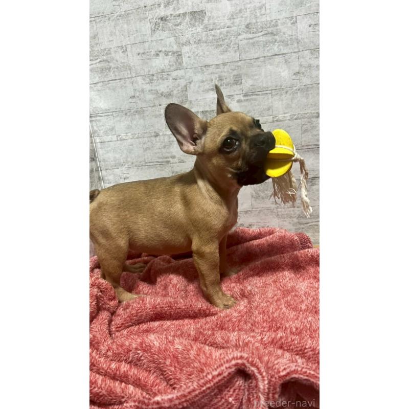 販売中の福井県のフレンチブルドッグ-436718の5枚目