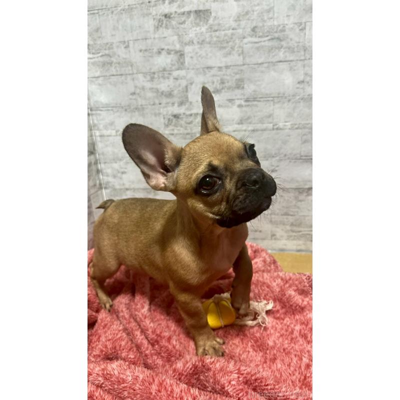 販売中の福井県のフレンチブルドッグ-436718の4枚目