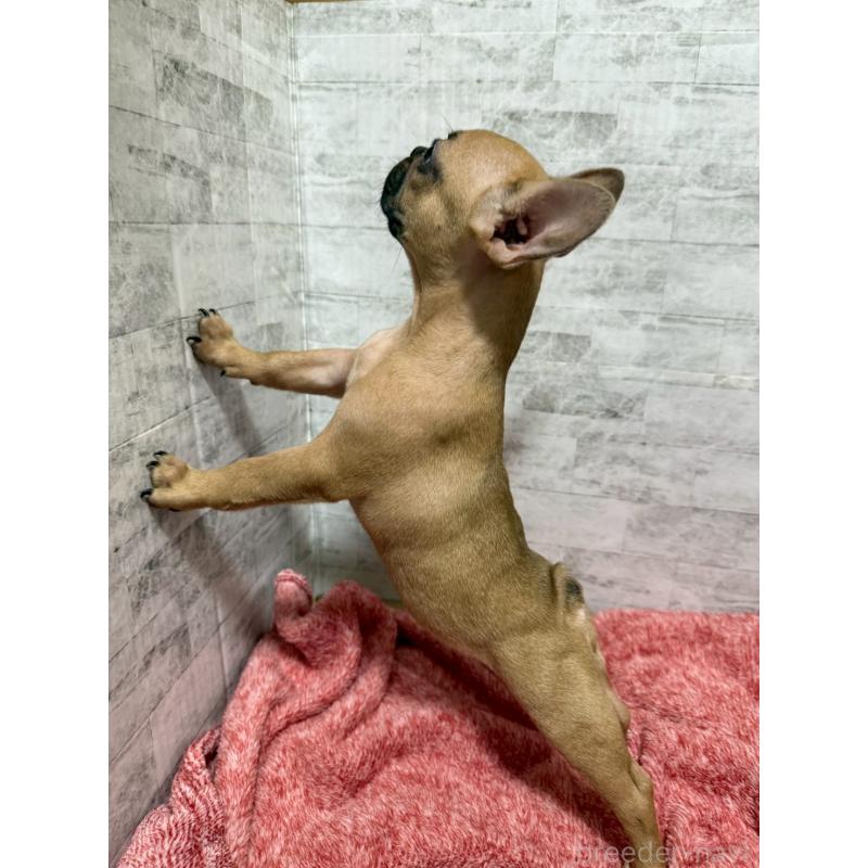 販売中の福井県のフレンチブルドッグ-436718の3枚目