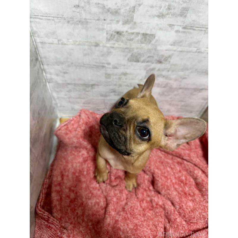 販売中の福井県のフレンチブルドッグ-436718の2枚目