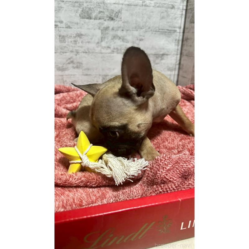 販売中の福井県のフレンチブルドッグ-436720の6枚目