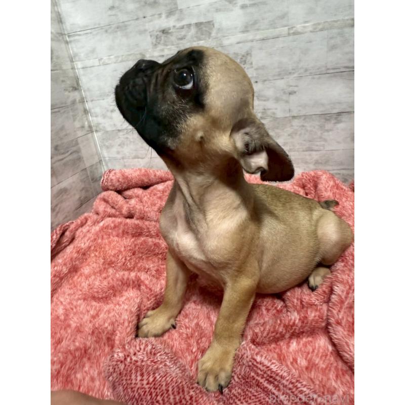 販売中の福井県のフレンチブルドッグ-436720の5枚目