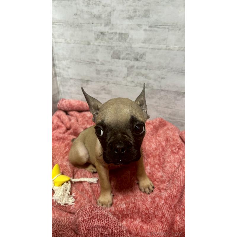 販売中の福井県のフレンチブルドッグ-436720の4枚目