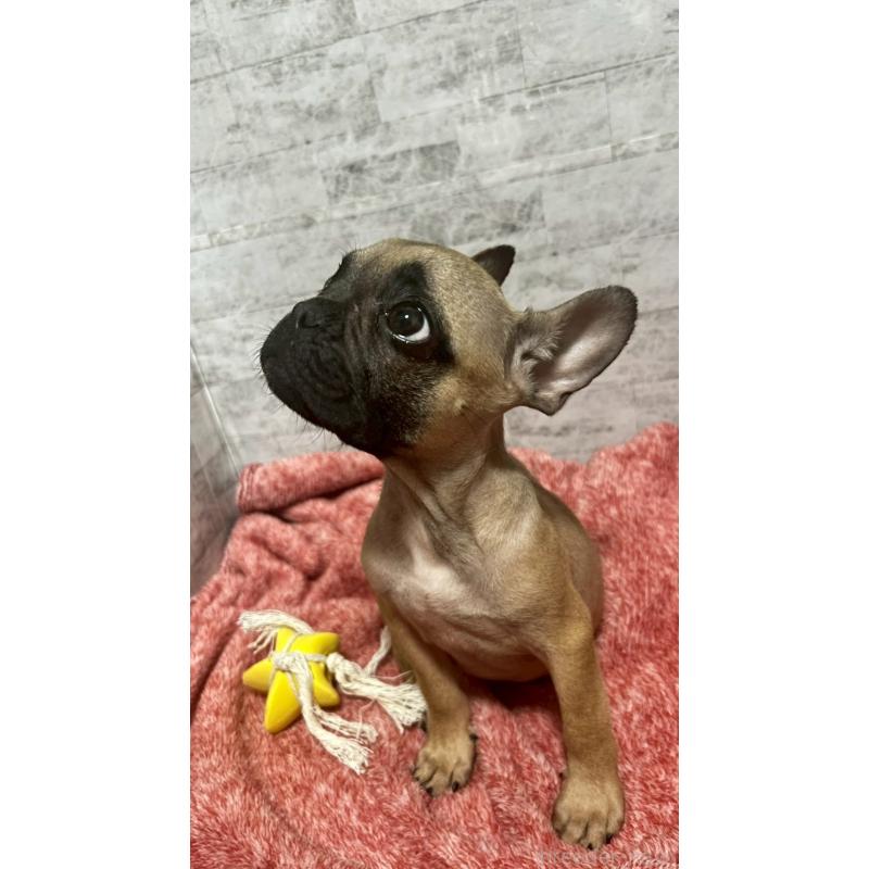 販売中の福井県のフレンチブルドッグ-436720の3枚目