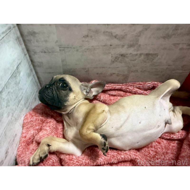 販売中の福井県のフレンチブルドッグ-436720の2枚目