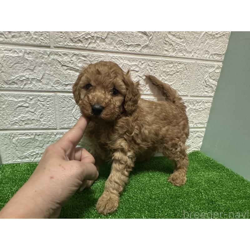 販売中の愛媛県のトイプードル-436724の4枚目