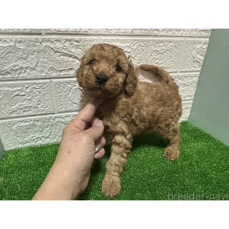 販売中の愛媛県のトイプードル-436724の3枚目