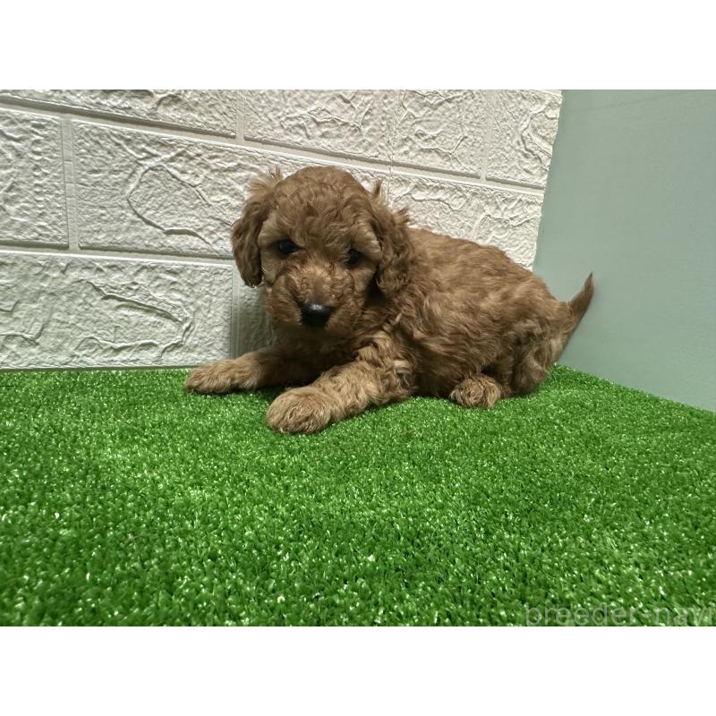 販売中の愛媛県のトイプードル-436724の2枚目