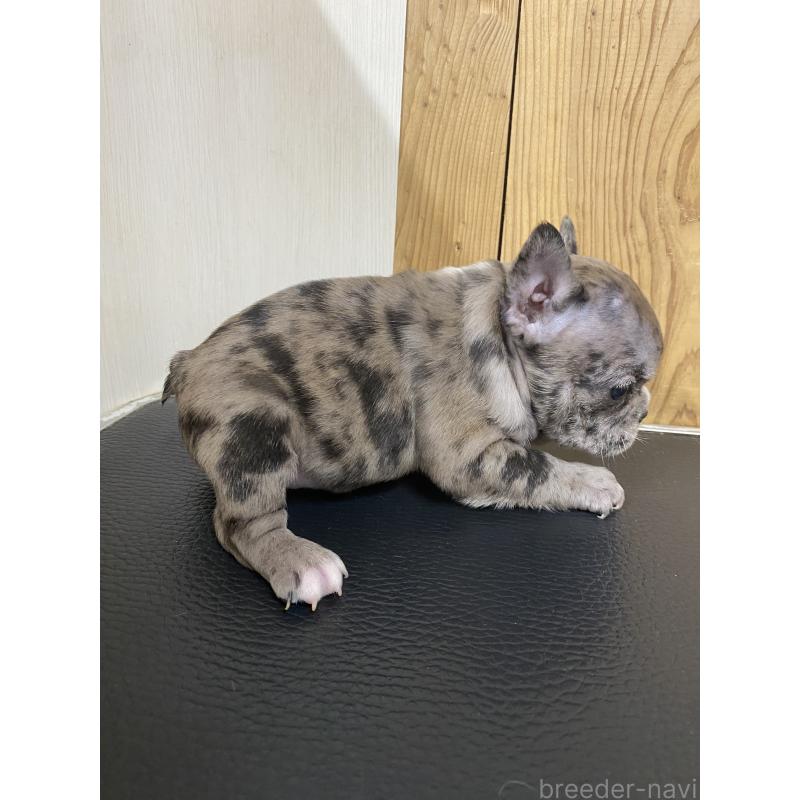 販売中の沖縄県のフレンチブルドッグ-436725の9枚目