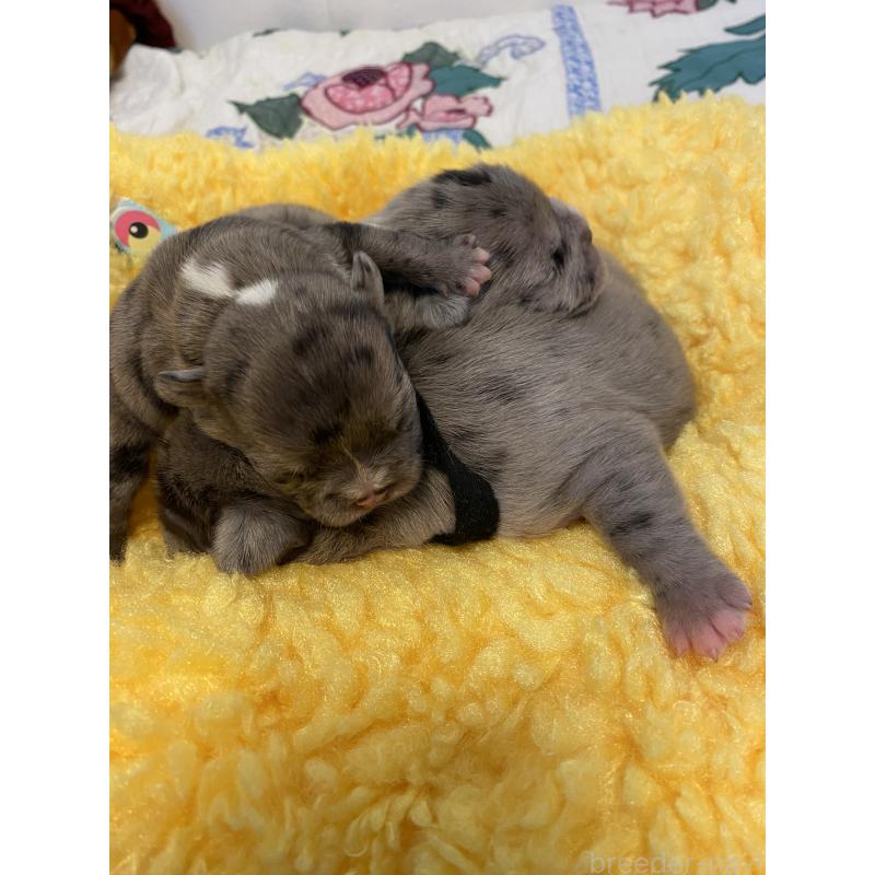 販売中の沖縄県のフレンチブルドッグ-436725の6枚目