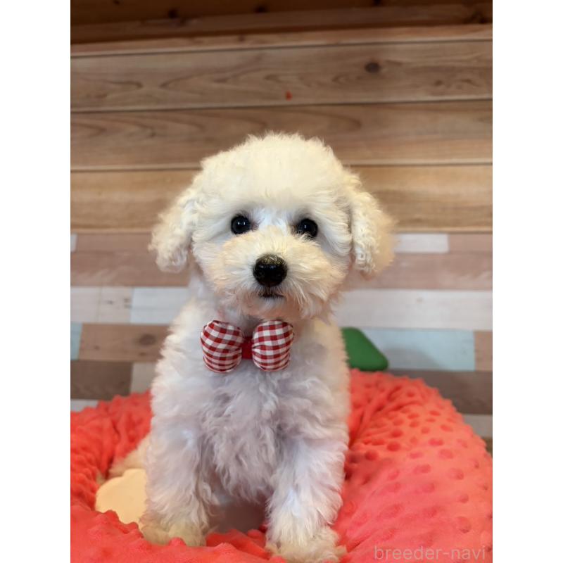 販売中の佐賀県のトイプードル-431454の3枚目