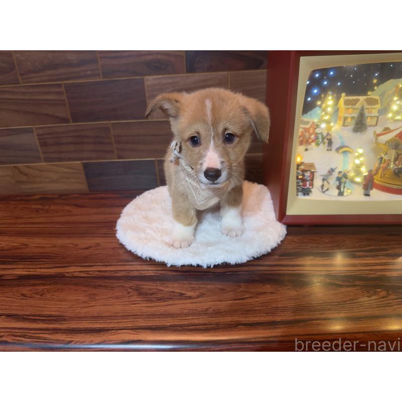 販売中の岐阜県のウェルシュコーギーペンブローク-436726の9枚目