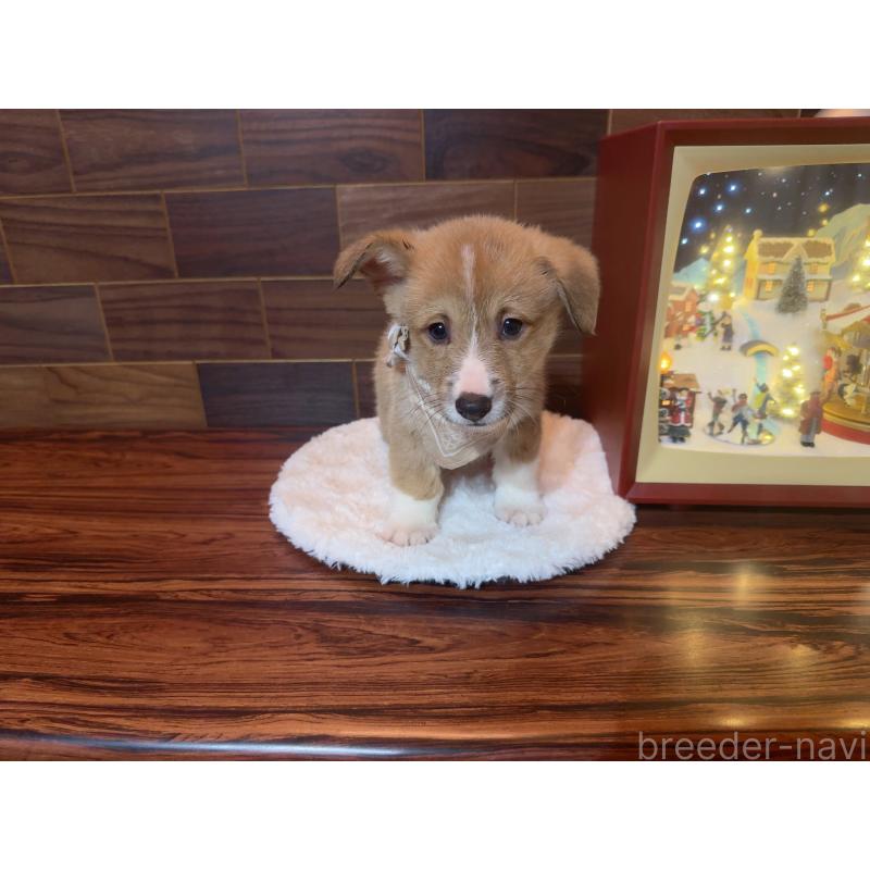 販売中の岐阜県のウェルシュコーギーペンブローク-436726の8枚目