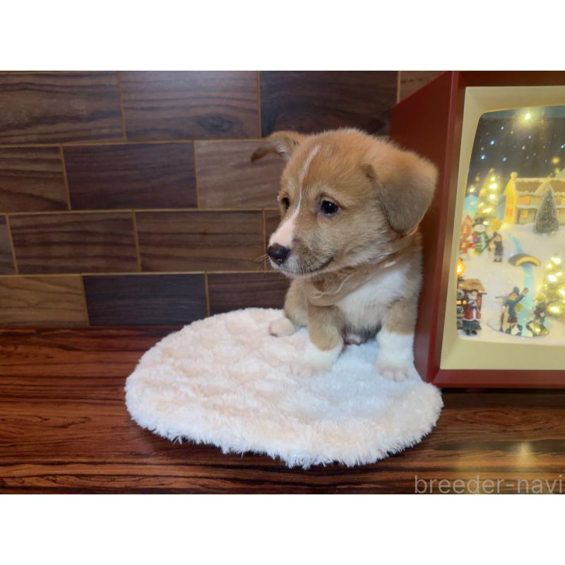 販売中の岐阜県のウェルシュコーギーペンブローク-436726の5枚目