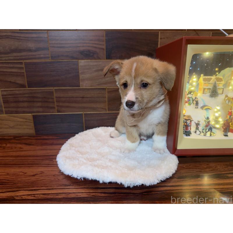 販売中の岐阜県のウェルシュコーギーペンブローク-436726の4枚目