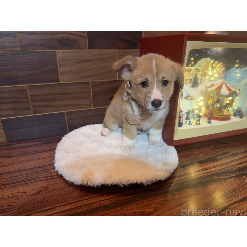 販売中の岐阜県のウェルシュコーギーペンブローク-436726の3枚目