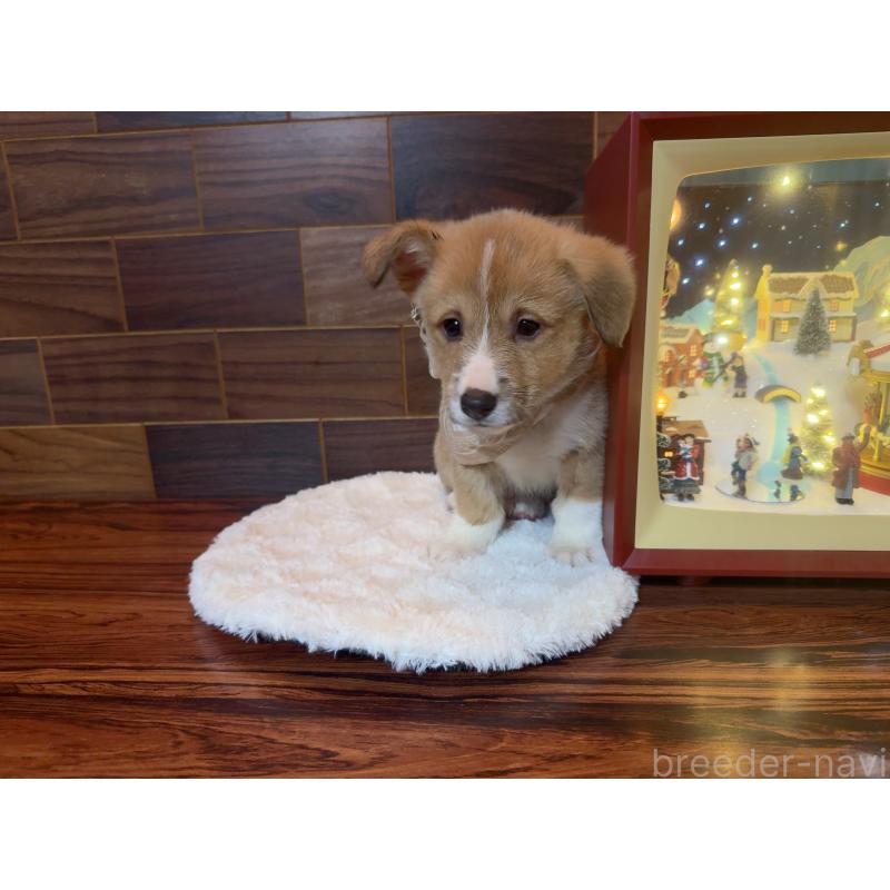 販売中の岐阜県のウェルシュコーギーペンブローク-436726の2枚目