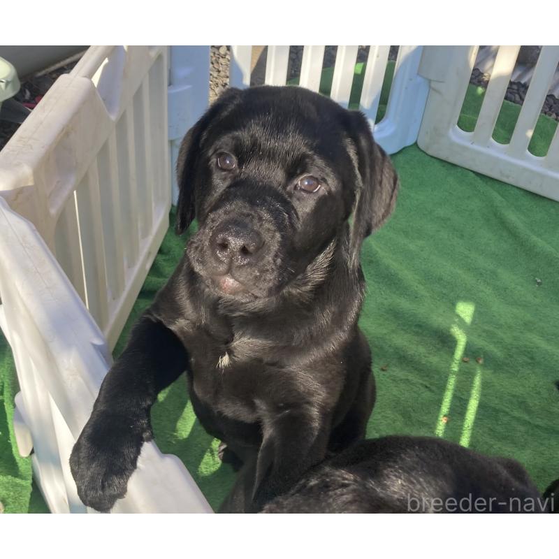 販売中の静岡県のラブラドールレトリーバー-422298