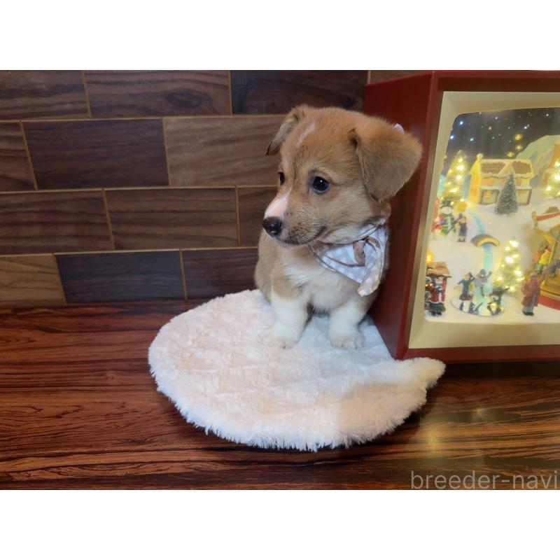 販売中の岐阜県のウェルシュコーギーペンブローク-436728の11枚目