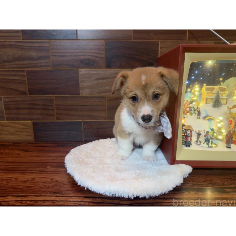 販売中の岐阜県のウェルシュコーギーペンブローク-436728の9枚目